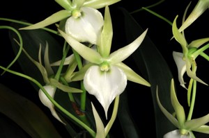 Angraecum Veitchii William K HCC/AOS 77 pts.